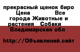 прекрасный щенок биро › Цена ­ 20 000 - Все города Животные и растения » Собаки   . Владимирская обл.